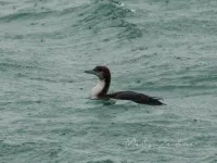 Duikers [Gaviiformes]